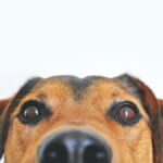 The Ultimate Guide to Understanding Your Dog’s Behavioral Issues