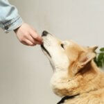 The Essential Guide to Feeding Your Dog