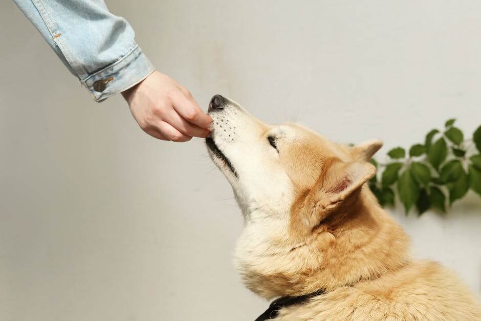 The Essential Guide to Feeding Your Dog