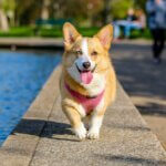 The Different Types of Dog Breeds: Understanding Their Characteristics and Needs