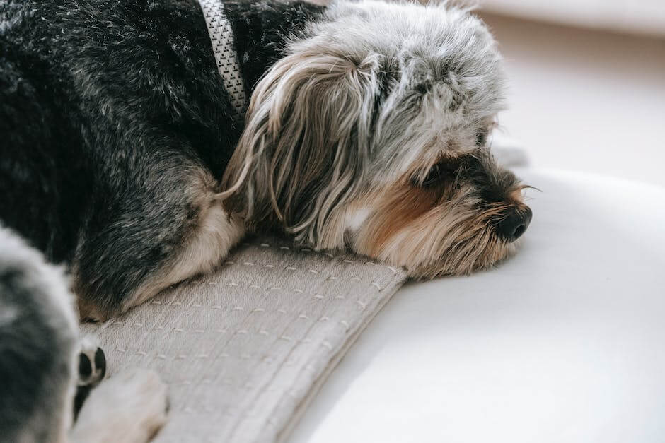 Whimpers and Whines: Why Does My Dog Seem Anxious When Left Alone?