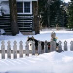 The Surprising Advantages and Disadvantages of a Fenced Yard for Your Dog