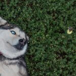 Why Does My Dog Munch on Grass After Dinner? Unveiling the Mystery Behind Lawn Grazing