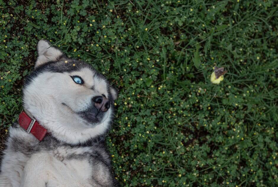 Why Does My Dog Munch on Grass After Dinner? Unveiling the Mystery Behind Lawn Grazing