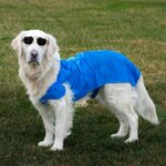 Paws and Clicks: Using Social Media to Share Your Dog’s Adventures and Connect with the Community