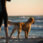The Secret to a Fulfilling Life with Your Dog: Discover the Benefits of Dog-Friendly Parks and Beaches