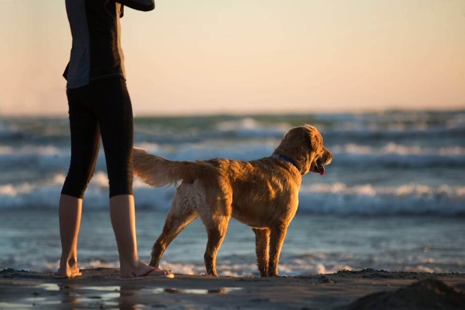 The Secret to a Fulfilling Life with Your Dog: Discover the Benefits of Dog-Friendly Parks and Beaches