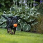 The Ultimate Backyard Bonanza: Creating a Dog Paradise in Your Own Space