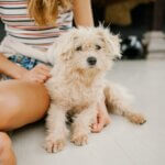 Pampering Your Pup: The Significance of Proper Grooming and Cleanliness for Dogs