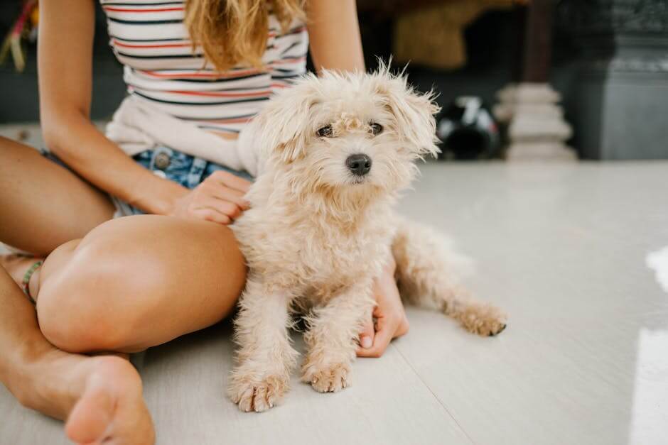 Pampering Your Pup: The Significance of Proper Grooming and Cleanliness for Dogs