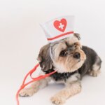 A Comprehensive Guide to Dog Veterinary Visits – Everything That You Should Know