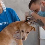 The Shocking Truth About Neglecting Vet Visits for Your Dog and How to Avoid It
