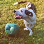 Beyond Fetch: Creative Games to Unleash Your Dog’s Inner Genius 