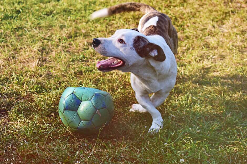 Beyond Fetch: Creative Games to Unleash Your Dog’s Inner Genius 