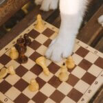 Beyond Fetch: Fun (and Easy!) Brain Games for Brilliant Pups